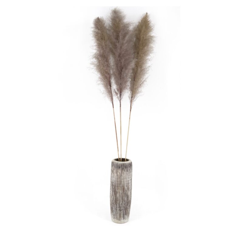 Cortaderia selloana